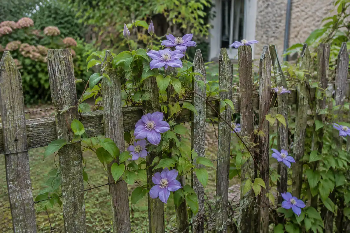 Lattes de bois fines d'une clôture de jardin avec une clématite